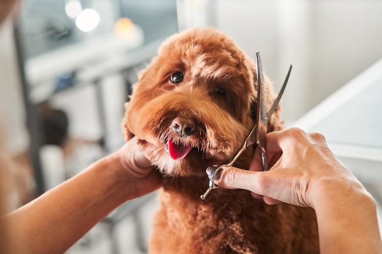 Pet groomer with pet grooming insurance cutting a brown dog's hair