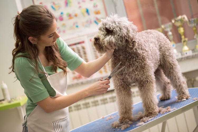 Pet groomer with pet grooming insurance cutting a dog's hair