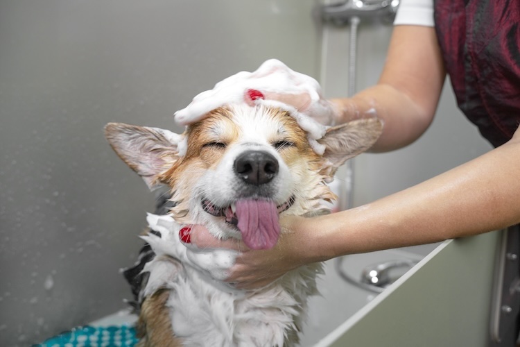 Corgi being groomed