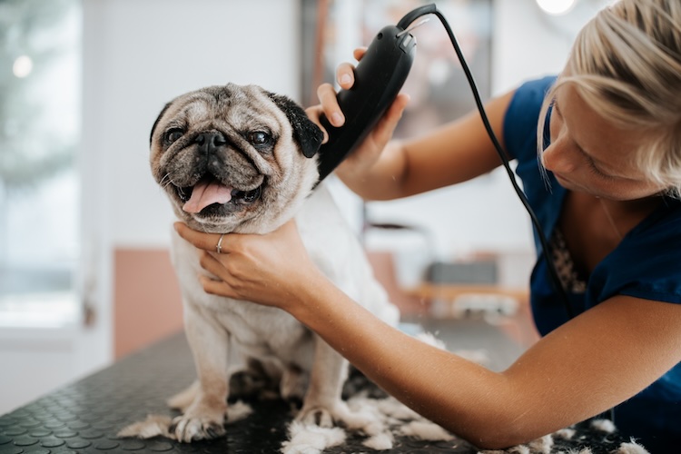 Person with public liability insurance for dog groomers shaving a pug